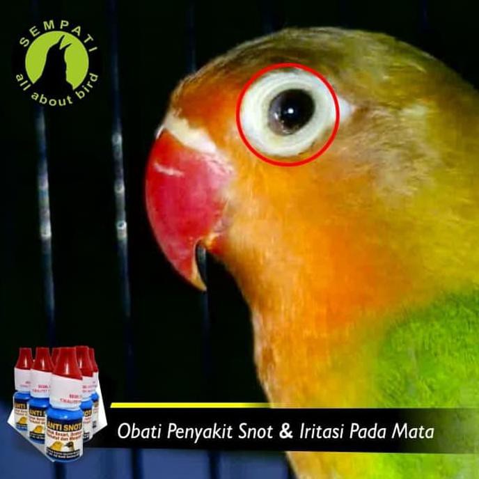 Cara Menangani Snot Pada Burung Lovebird Halaman All Kompasiana Com