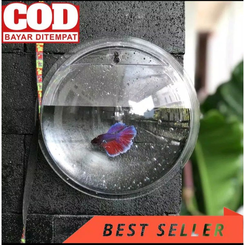 aquarium hias/dinding buat ikan hias