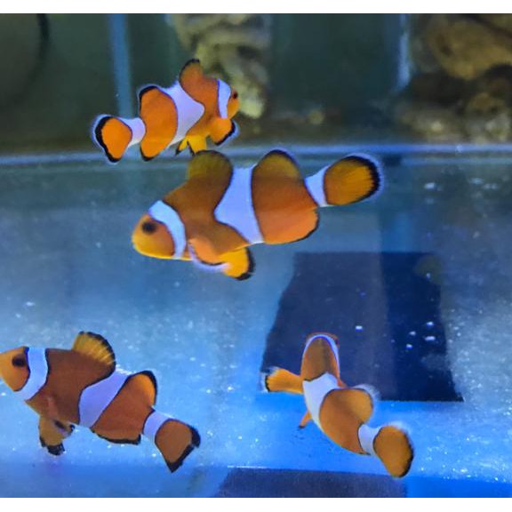 5800 Kolase Ikan Nemo Terbaru