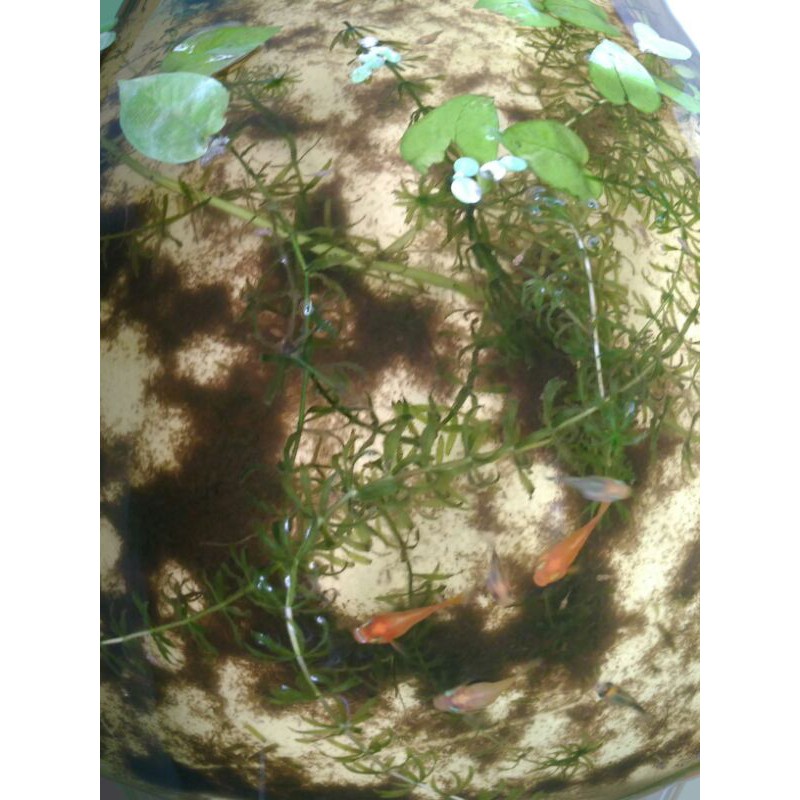 ikan molly balon orange