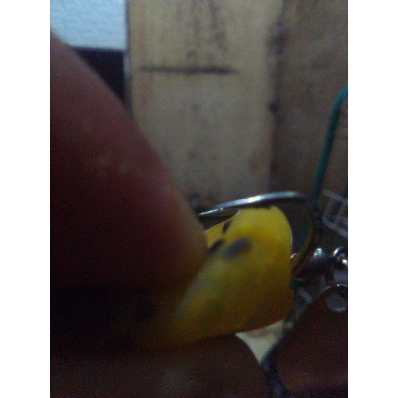 sofrog lima lure( umpan viral )