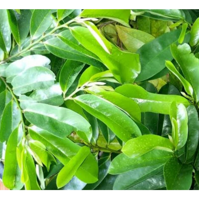 

DAUN SIRSAK SEGAR 1KG