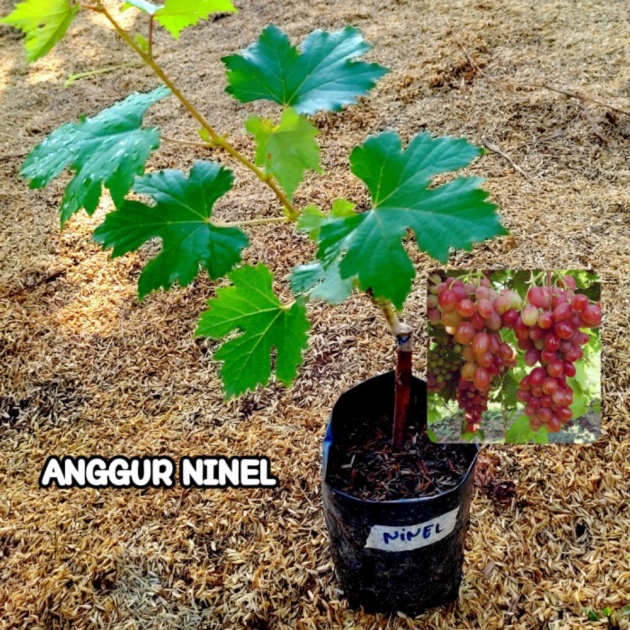 Dijual Bibit Anggur Ninel Bibit Tanaman Buah Anggur Import Ninel Grafting Limited