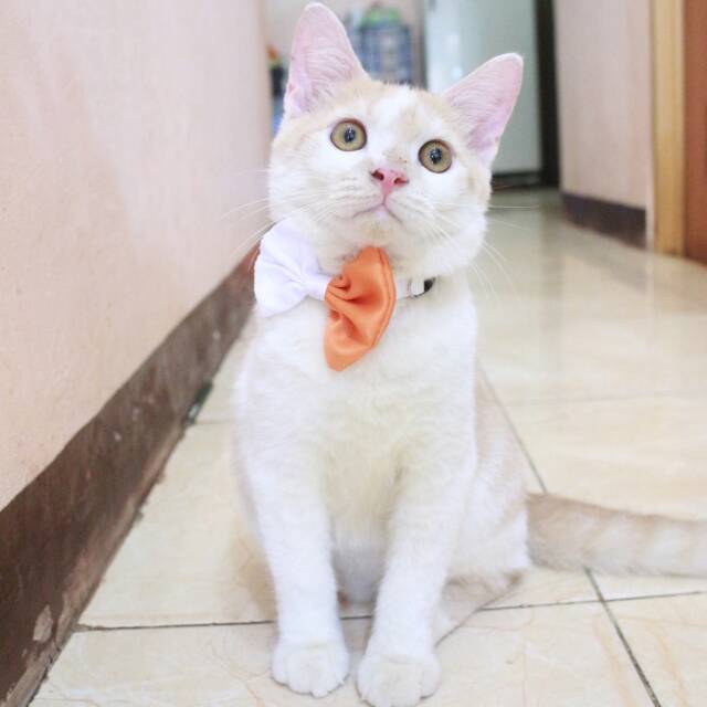 Bowtie dasi kupu-kupu orange putih untuk kucing dan anjing size kitten dan adult