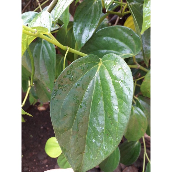

Daun sirih fresh 1 lembar / suruh / Sirih hijau segar
