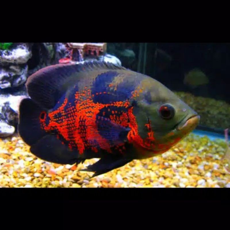 ikan oscar tiger batik ukuran 4 jari lebih
