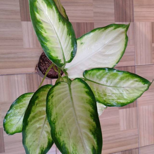 Tanaman hias sri rejeki susu - blanceng susu