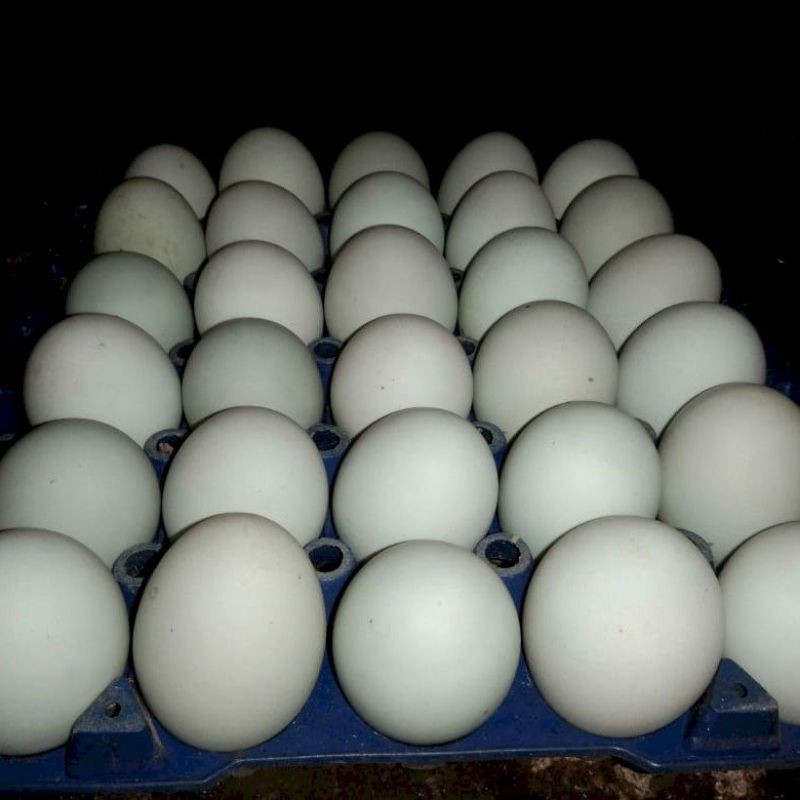 

Telur Asin Murah