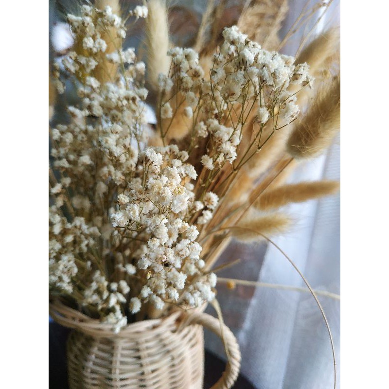Baby Breath kering bunga kering babybreath