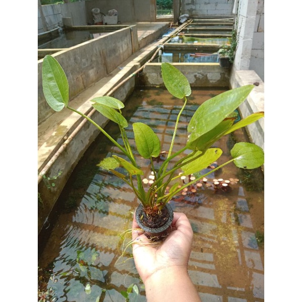 Iguazu hybird tanaman aquascape