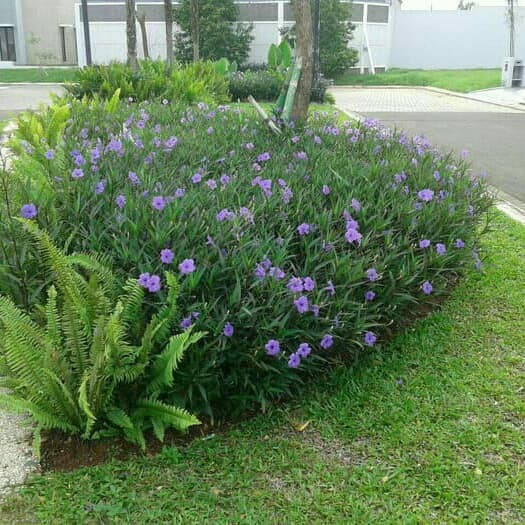 tanaman hias Ruellia tegak - tabibosa ruellia - rawelia tegak