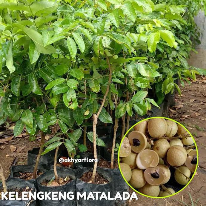 Asli Bibit Buah Kelengkeng Matalada Tanaman Buah Kelengkeng Matalada *_*
