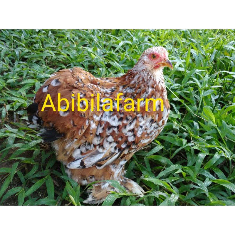 TELUR AYAM HIAS BANTAM CHOCHIN