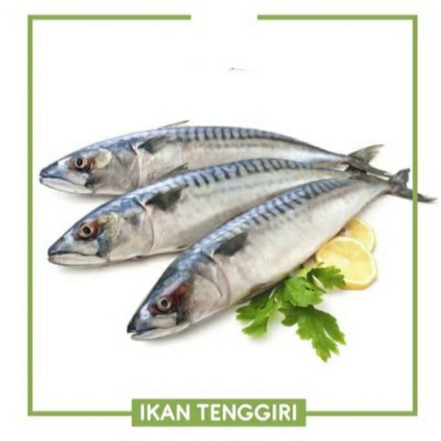 

Ikan tenggiri