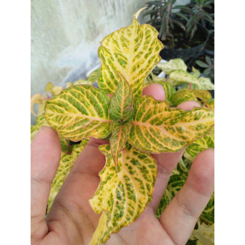 miana mix hijau kuning