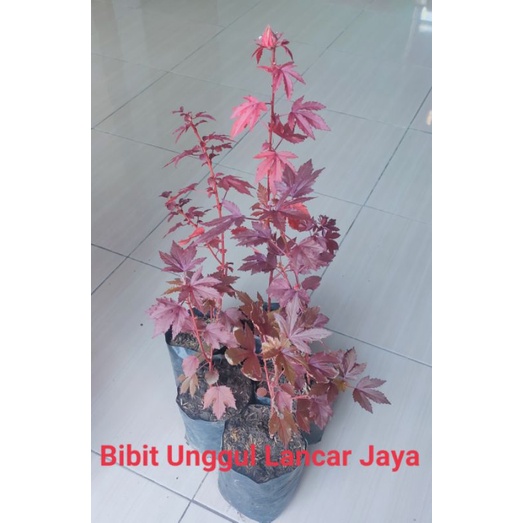 tanaman hias red panama