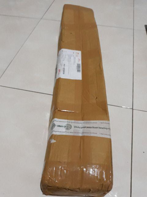 Bibit Tanaman Buah Durian Montong