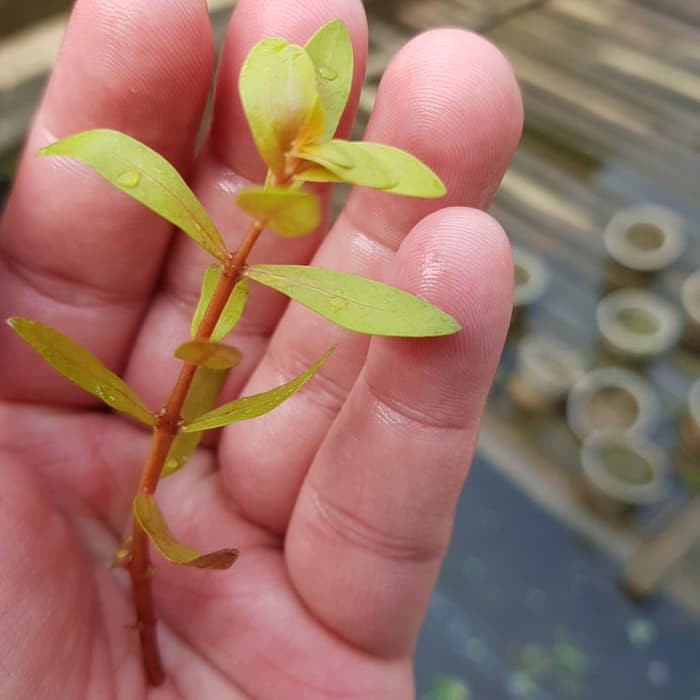 

nesae pedicilata golden