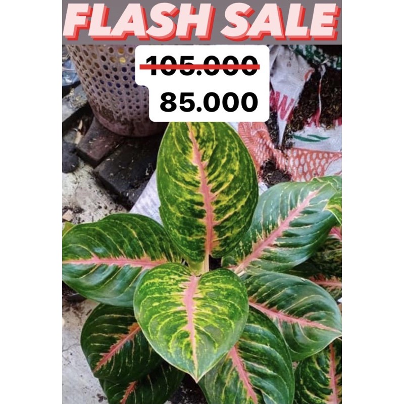 aglonema big papa // big papa // aglonema // tanaman hias