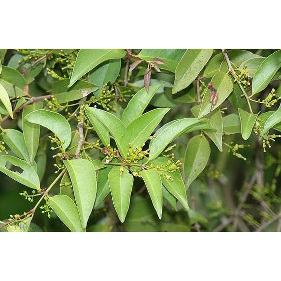 Benalu Mangga Asli Benalu Pohon Mangga Asli Obat Herbal Kangker Shopee Indonesia