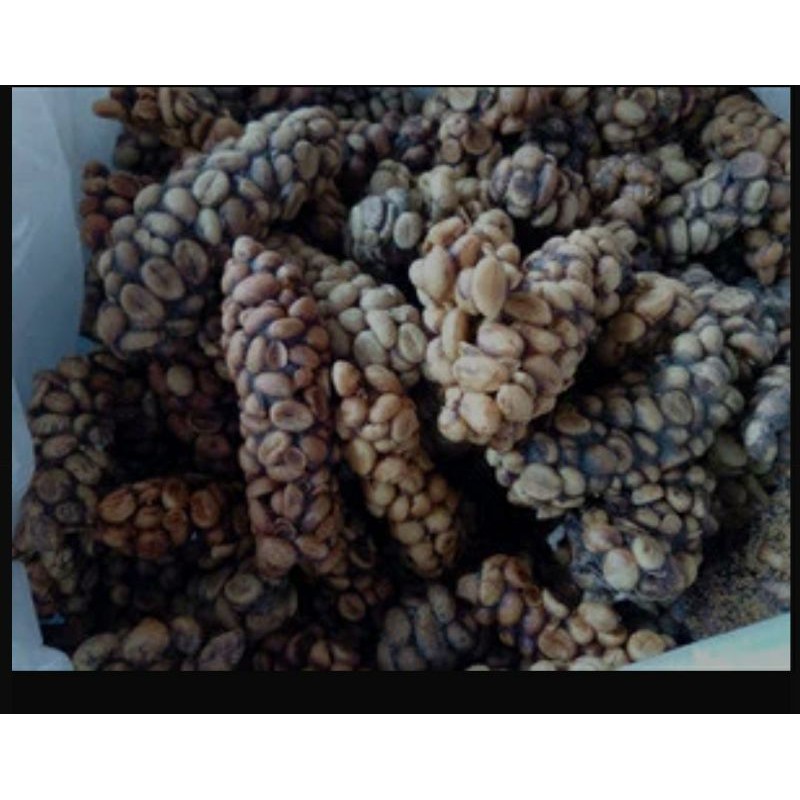 kopi biji luwak robusta