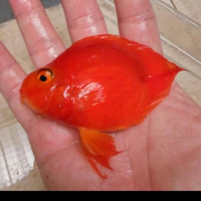 Red Blood Parrot No Tail Cichlid