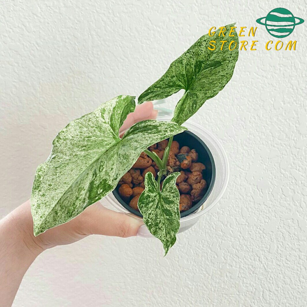 Tanaman hias sengonium mojito - syngonium mojito