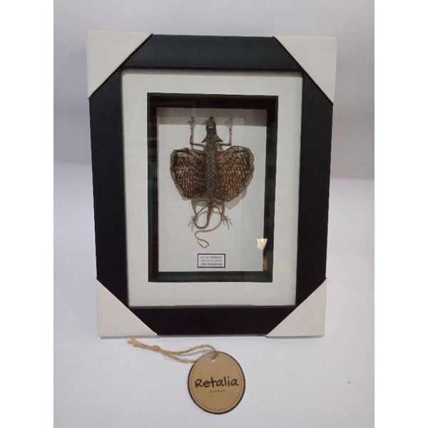 Hiasan Dinding Cicak Terbang