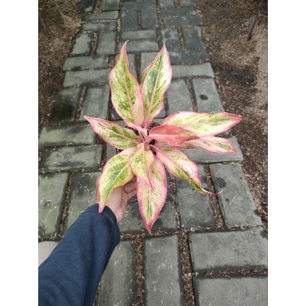 Aglonema Lipstik orange