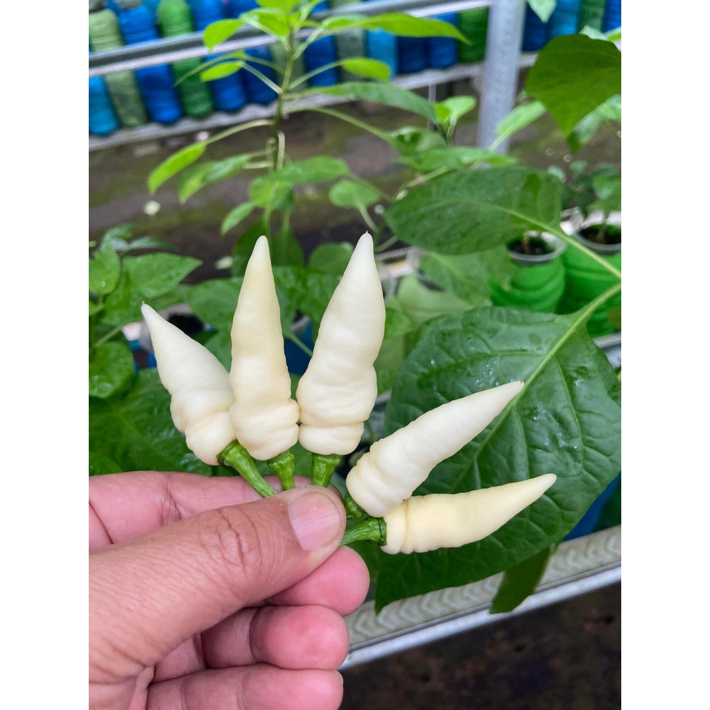 Benih Bibit Biji - Cabai Fatalii White Cabe Putih Super Pedas Pepper Seeds