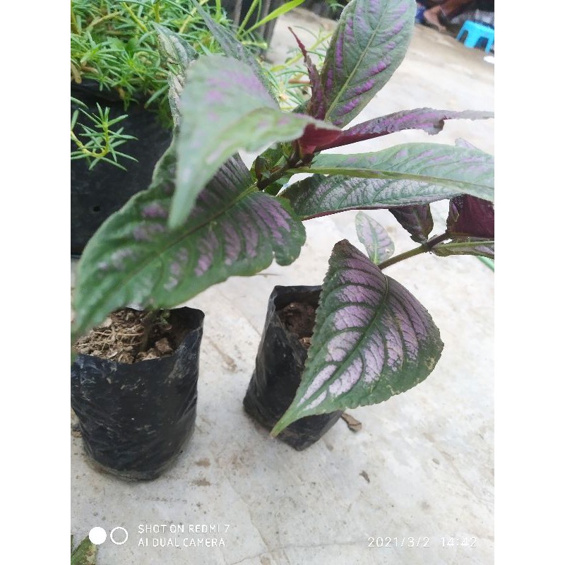 Bibit Tanaman Keji Beling Ungu