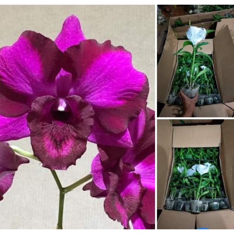 dendrobium king dragon