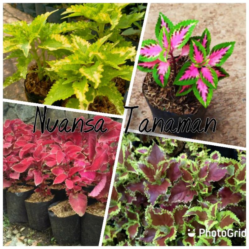 Paket Tanaman Hias Miana - Tanaman hias miana - Paket 4 tanaman miana