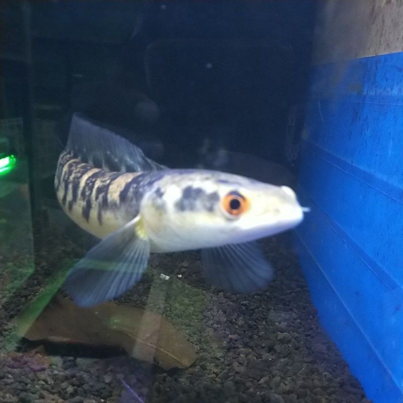chana Maru yellow Sentarum 4-5cm(maru ys)