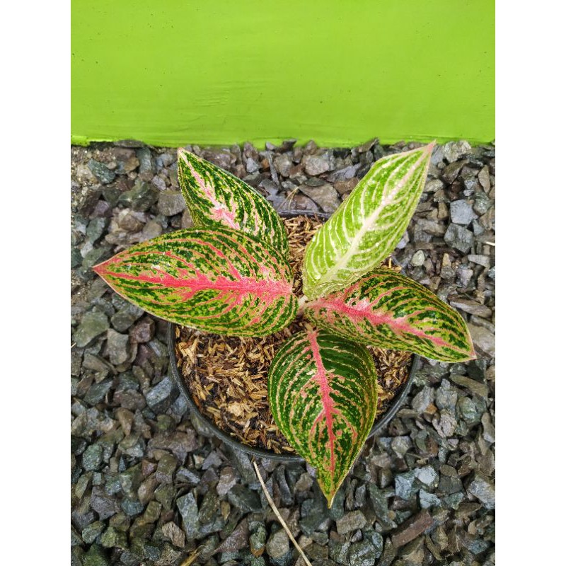 aglonema green legacy tulang merah (realpict no hoax)