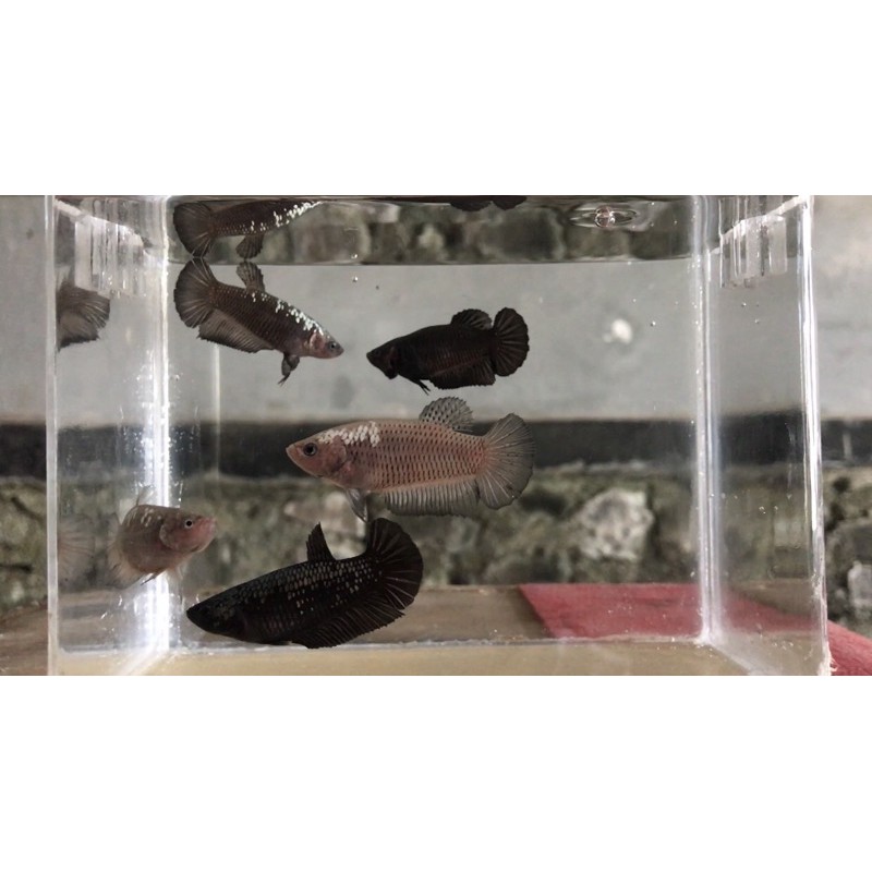 cupang female mamba/samurai/black size m+ usia 6 bulan up