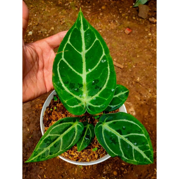 Anthurium kuping gajah crystalinum hybrid