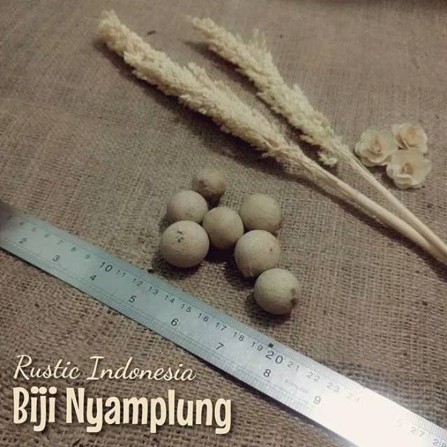Biji nyamplung per 10 pcs..