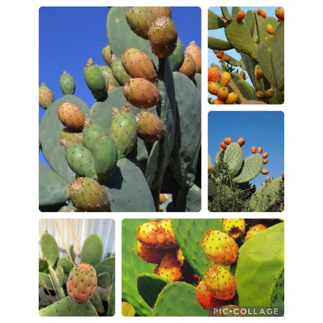 sukulen kaktus centong berbuah basromi opuntia ficus indica apple cactus.