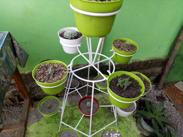 Sukulen Dan Kaktus | Echinocactus Grusonii (golden Barrel)