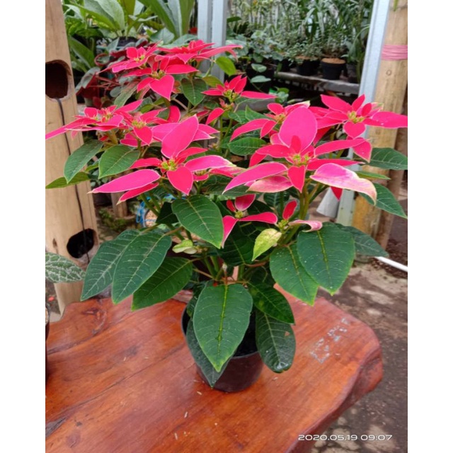 Tanaman hias daun Kastuba Daun Pink Cerah / Pink panta