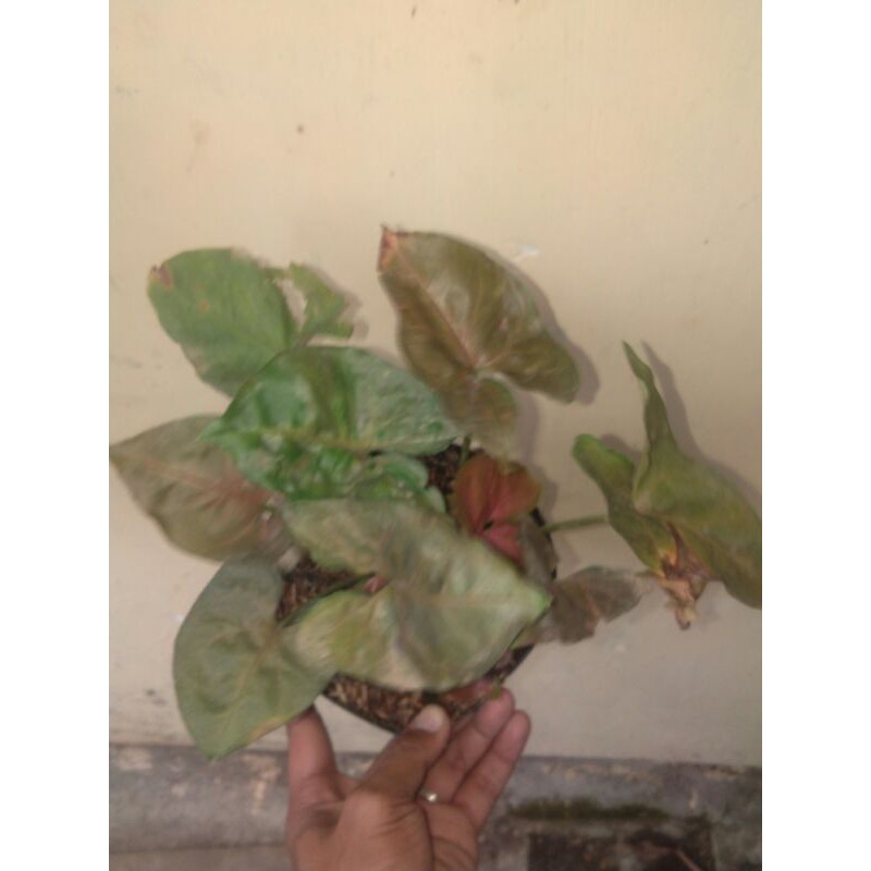 Syngonium Maria Syngonium Tembaga
