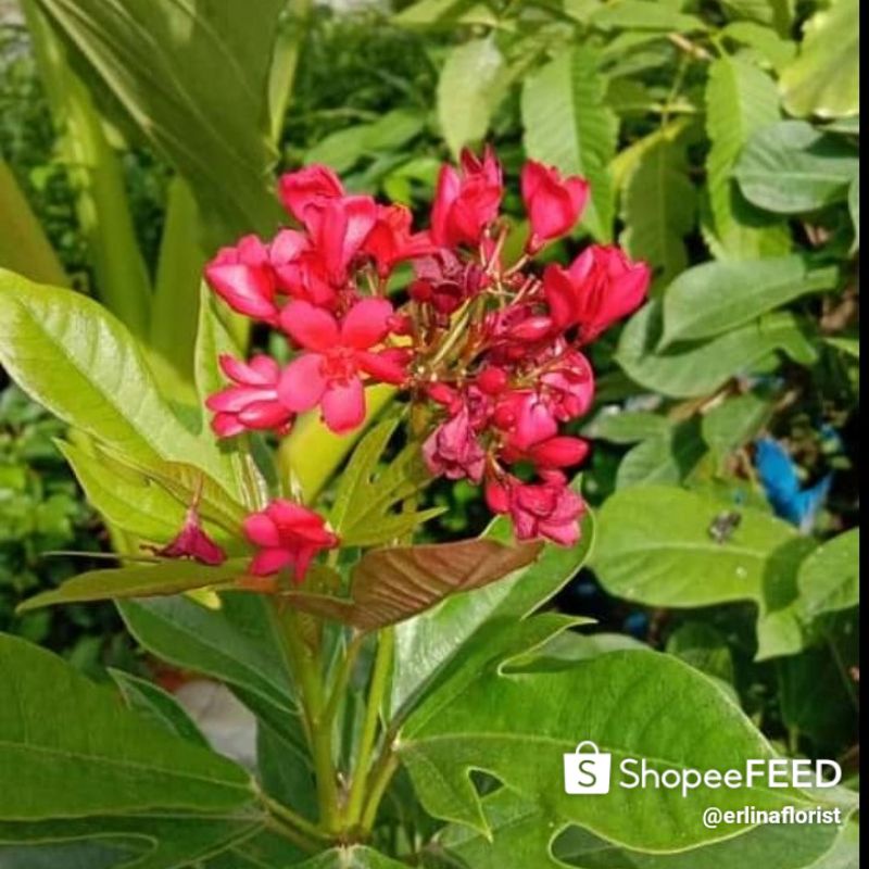 bunga klanceng vegetasi lebah pakan lebah Batavia berbunga tanaman hias