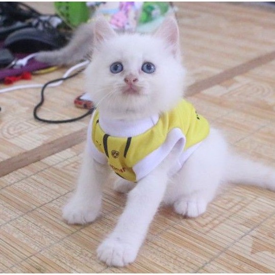 Baju jersey bola dortmond kuning untuk kucing dan anjing / baju kucing murah size S M L XL