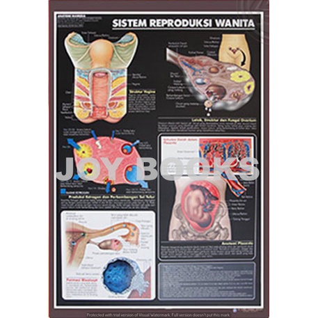 POSTER SISTEM REPRODUKSI WANITA / ORGAN TUBUH MANUSIA / KESEHATAN / KEDOKTERAN / BIOLOGI