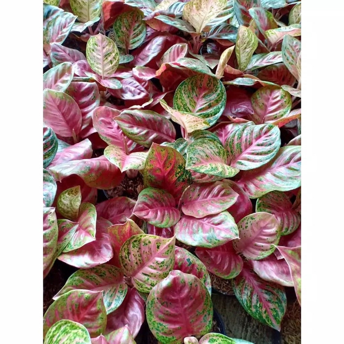 WULANDARI KECIL Tanaman Hias Aglaonema Aglonema WULANDARI KECIL Tanaman Hias Aglaonema Aglonema