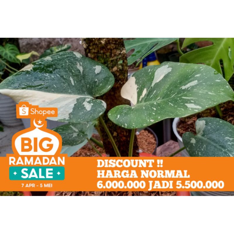 MONSTERA KING DELICIOSA VARIGATA JAPAN LAB MONSTERA THAI CONSTELLATION PROMO