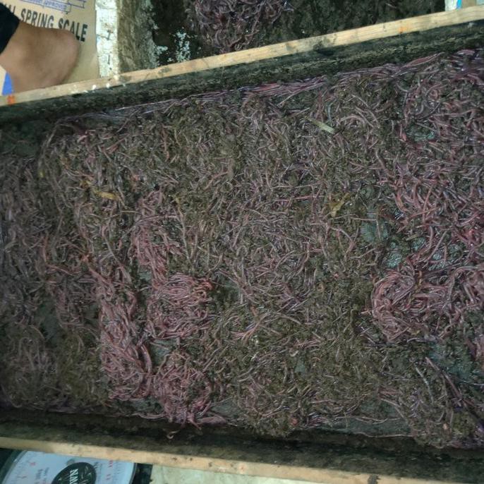 CACING TANAH / CACING MERAH / CACING ANC 1KG KIRIM EKPEDISI