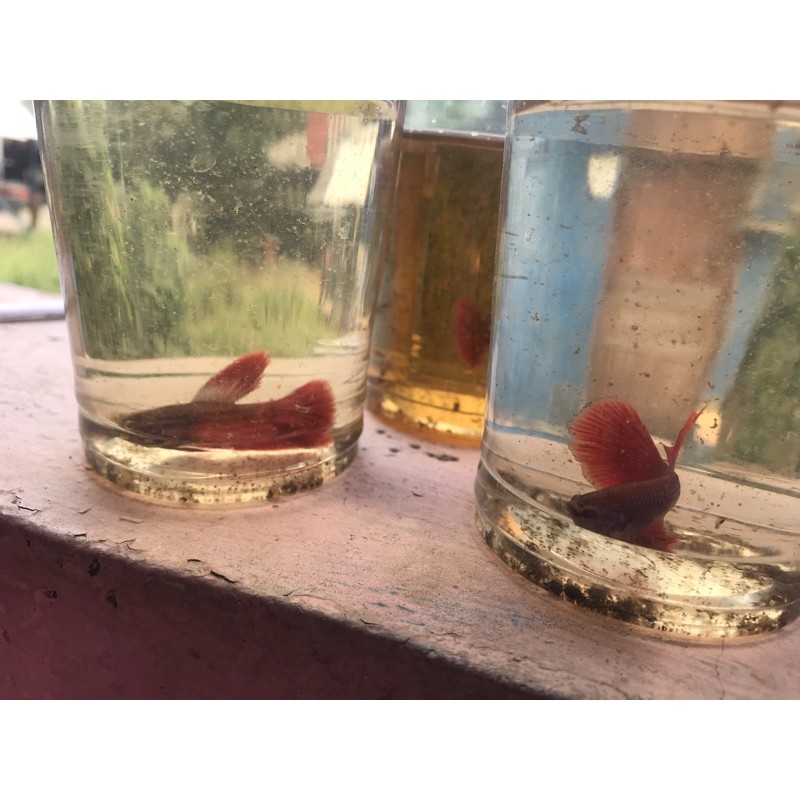 IkanCupangHalfmoonRed