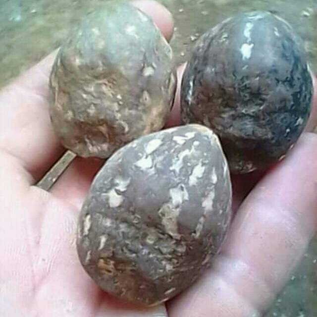 Muncang/ kemiri adu jenis AP